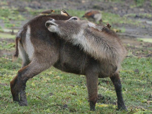 <h3><a href="/trips/tanzania/biota/animalia/chordata/aves/040 passeriformes/106 buphagidae/buphagus africanus/buphagus africanus-nl.html">Buphagus&nbsp;africanus</a> / Yellow‑billed&nbsp;oxpecker / Geelsnavelossenpikker</h3>OM-1 Mark II met OLYMPUS M.150-400mm F4.5 TC, 1/2000 sec  bij F5.6, ISO 2000, afstand 42.8&nbsp;m